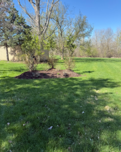 Newly landscaped garden